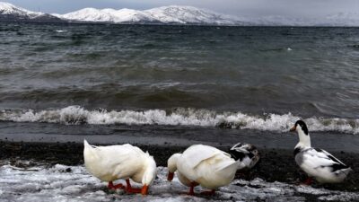 Her mevsim ziyaretçi ağırlıyor…