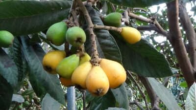 Hasat mesaisi başladı!