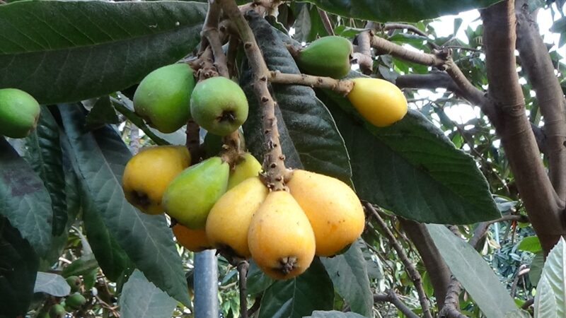 Hasat mesaisi başladı!