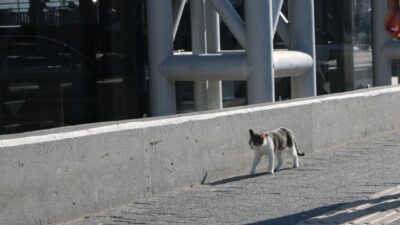 BURULAŞ’tan Bursalılara metro istasyonlarındaki mama ve su kapları için çağrı;