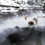 Atlar ve mandalarla kaplıca keyfi! Burası Türkiye’de nerede?