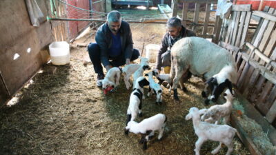 Bir koyun tek batında 9 kuzu doğurdu