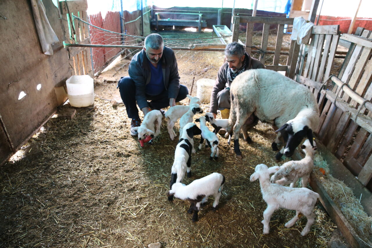 Bir koyun tek batında 9 kuzu doğurdu