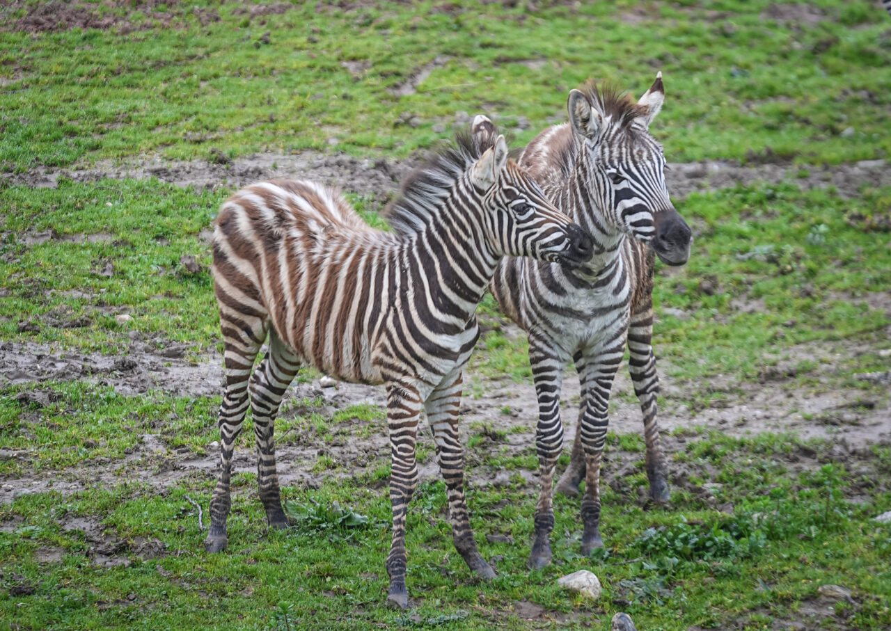 Bursa Hayvanat Bahçesi’ne iki yeni üye