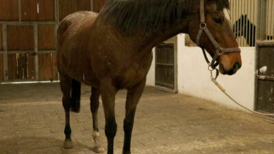 TMSF’den satılık safkan İngiliz kısrağı ve tay