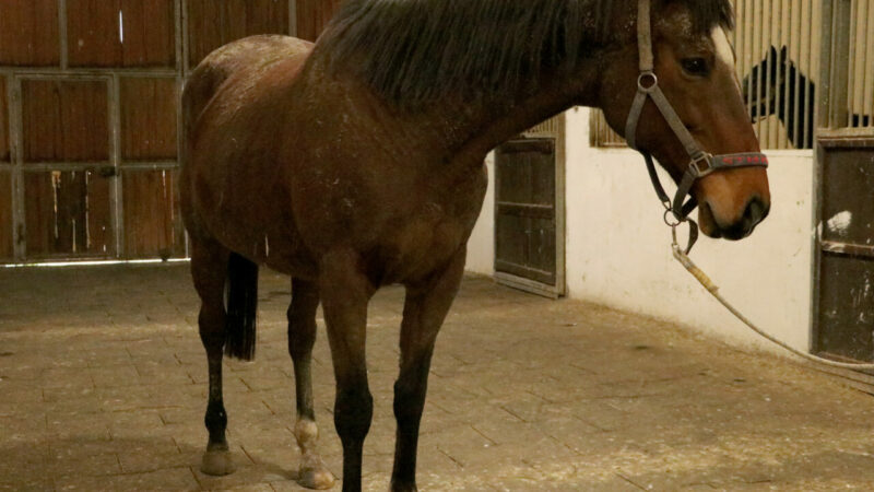 TMSF’den satılık safkan İngiliz kısrağı ve tay