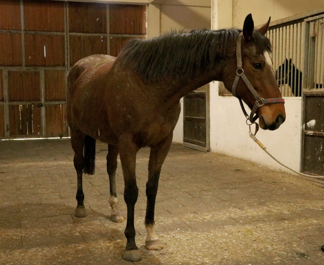 TMSF’den satılık safkan İngiliz kısrağı ve tay