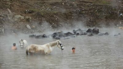 Manda ve atların kaplıca keyfi!