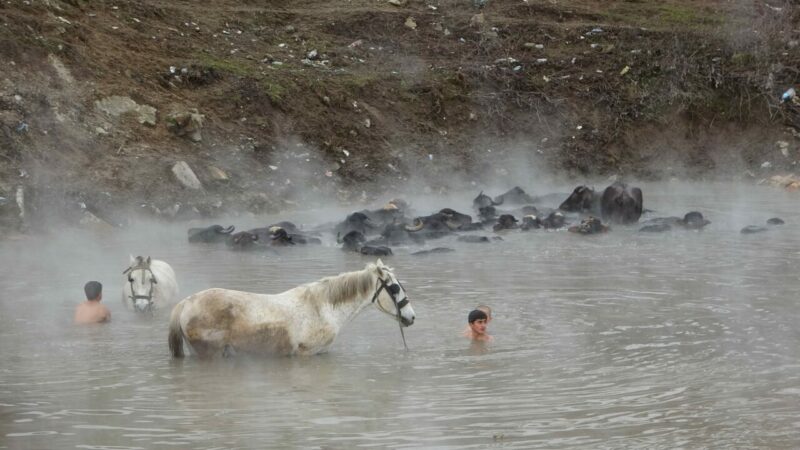 Manda ve atların kaplıca keyfi!