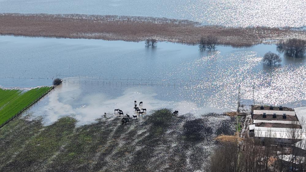 Bursa’daki milyonluk yarış atlarının çiftliğini de su bastı!