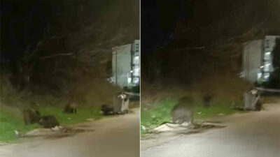 Bursa’da domuzlar şehre indi