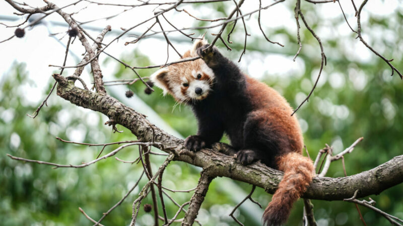 Bursa Hayvanat Bahçesi'nde 8 ay önce dünyaya gelen kırmızı panda