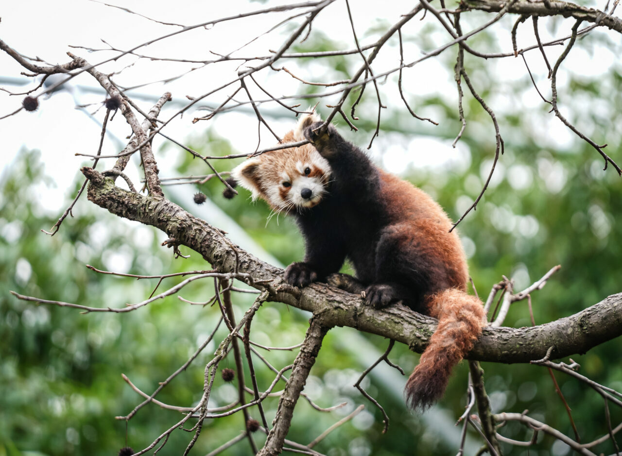 Bursa Hayvanat Bahçesi’nde onu görenler hayran kalıyor…