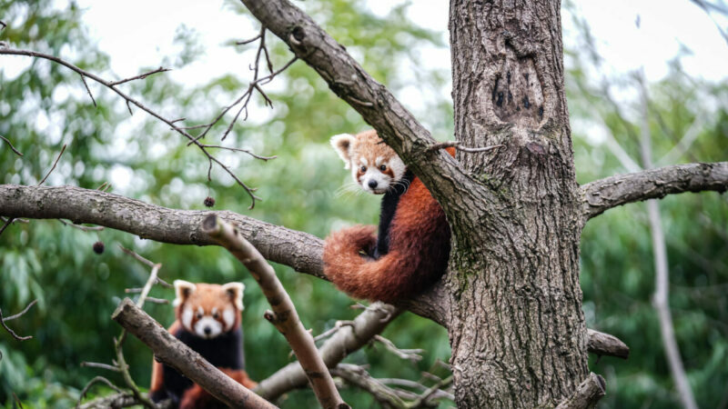 Bursa Hayvanat Bahçesi’nde onu görenler hayran kalıyor…