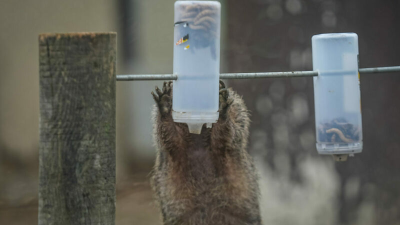 Bursa Hayvanat Bahçesi’nde sıcak iklim hayvanlarına kış bakımı Bursa Hayvanat Bahçesi’nde sıcak iklim hayvanlarına kış bakımı