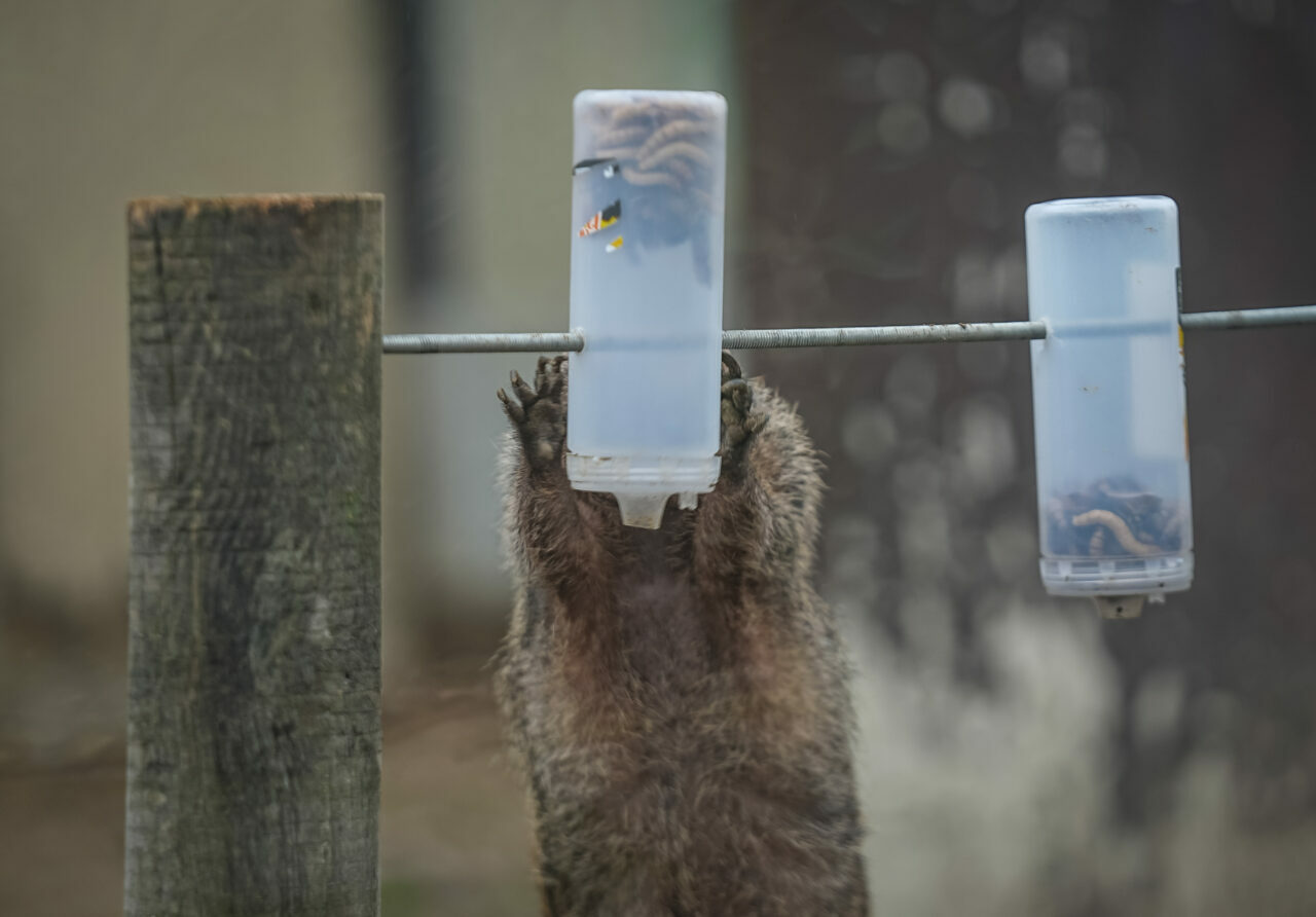 Bursa Hayvanat Bahçesi’nde sıcak iklim hayvanlarına kış bakımı