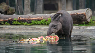 Bursa Hayvanat Bahçesi’ndeki tapirlere özel program