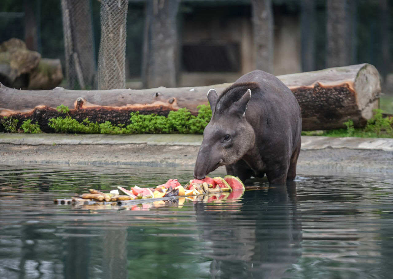 Bursa Hayvanat Bahçesi’ndeki tapirlere özel program