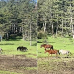 Bursa’da yaylada gezerken görüntülendiler!