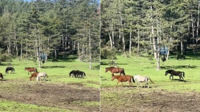 Bursa’da yaylada gezerken görüntülendiler!