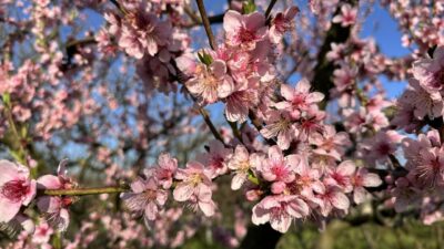 Bursa’da ağaçlar çiçek açtı! Çiftçide don endişesi