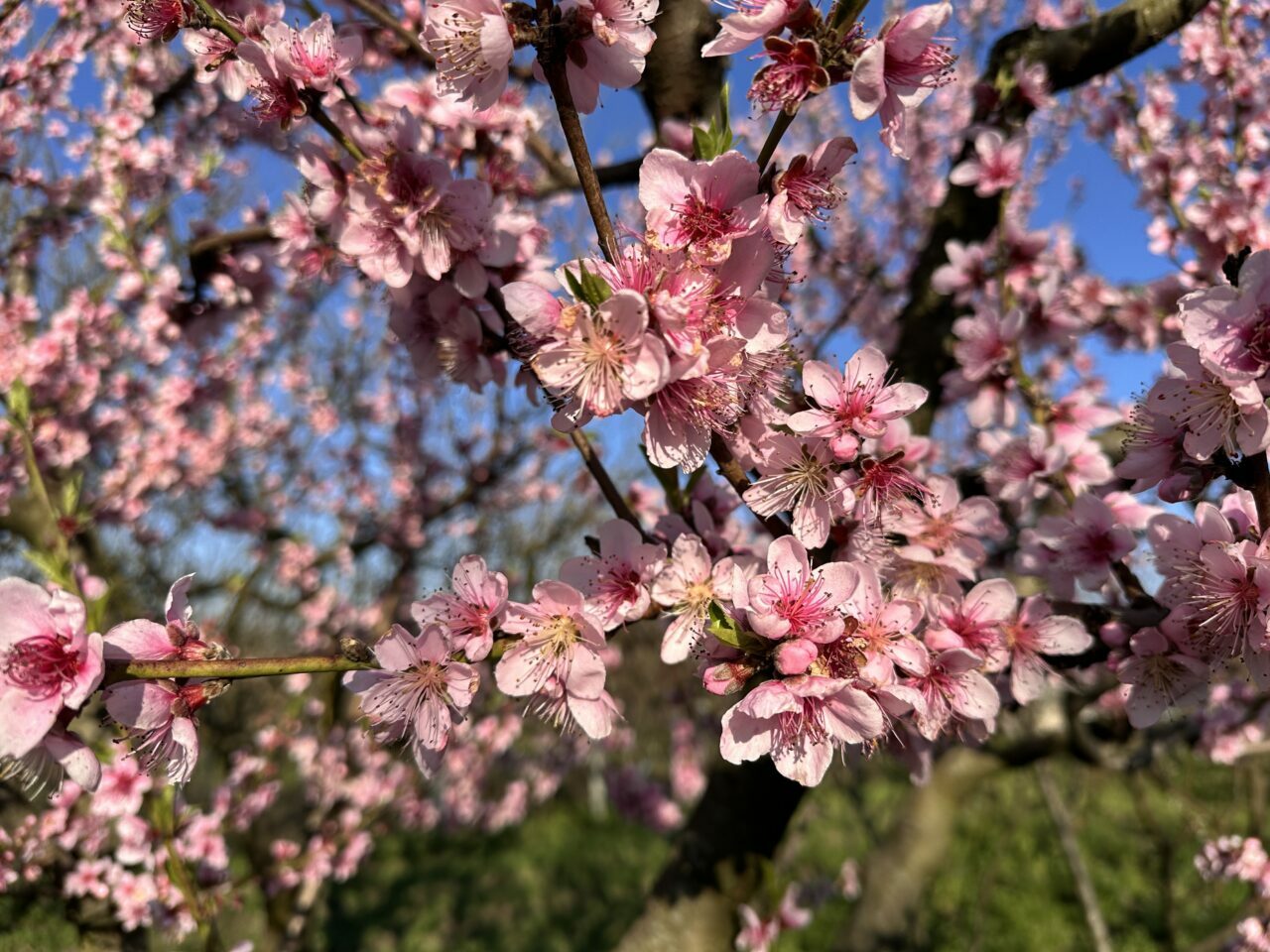 Bursa’da ağaçlar çiçek açtı! Çiftçide don endişesi
