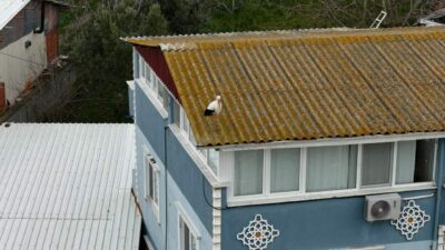 Bursa’da baharın müjdecisi böyle geldi!