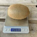 Bursa’da dev kivi! Tarihte ilk kez yaşanıyor…