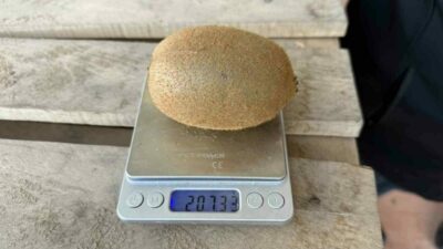 Bursa’da dev kivi! Tarihte ilk kez yaşanıyor…