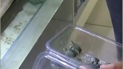 Bursa’da kaplumbağa operasyonu