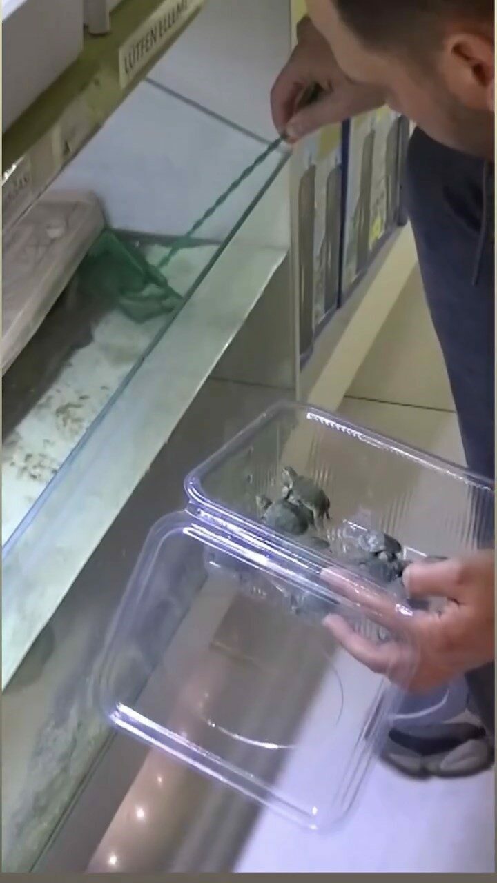 Bursa’da kaplumbağa operasyonu Bursa’da kaplumbağa operasyonu