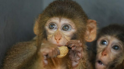 Bursa’da el konulan makak maymunlarına özel bakım