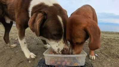 Bursa’da sokak hayvanlarına, ‘oyuncak arabalı’ mama servisi