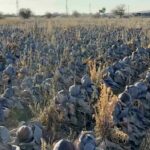 Bursa’da tanesi 80 liraya! Hepsi tarlada kaldı