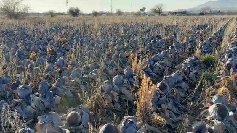Bursa’da tanesi 80 liraya! Hepsi tarlada kaldı