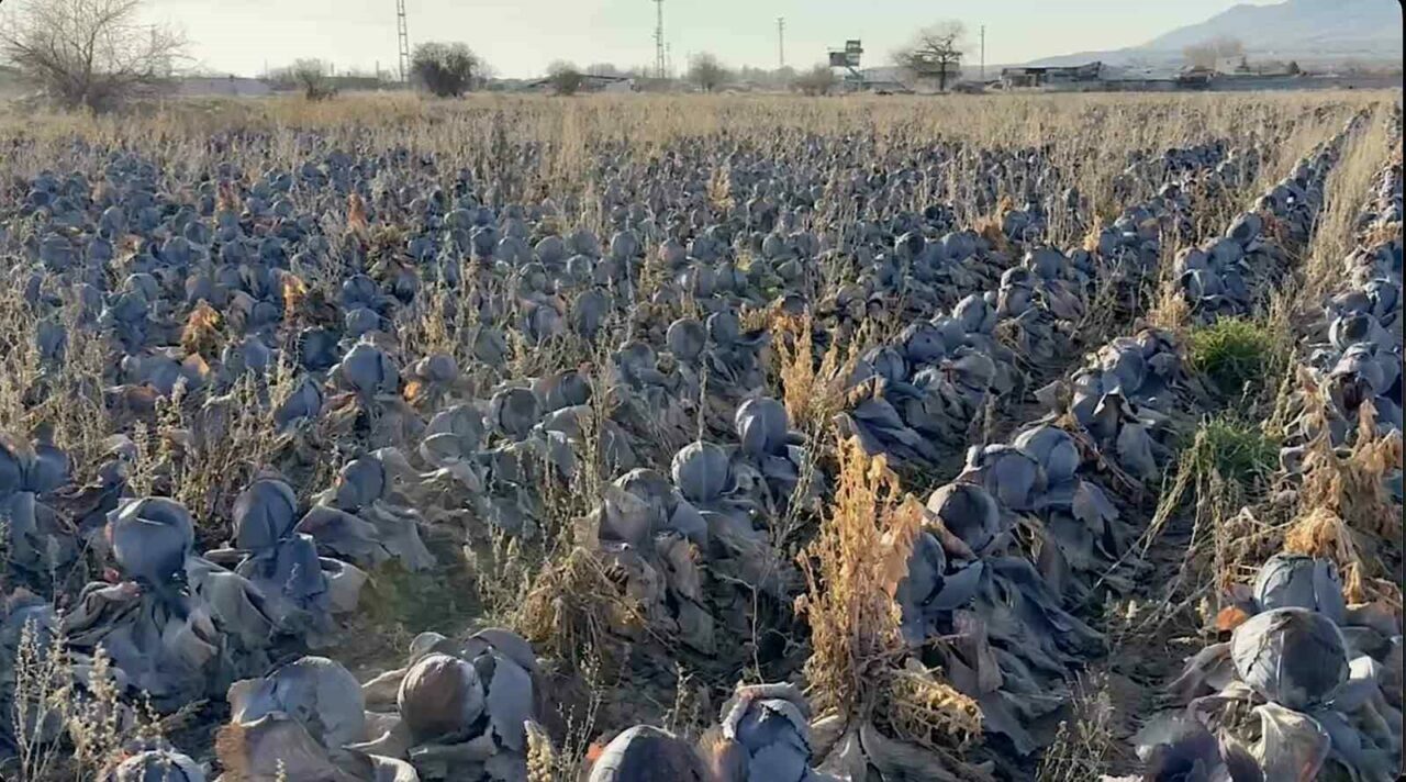 Bursa’da tanesi 80 liraya! Hepsi tarlada kaldı
