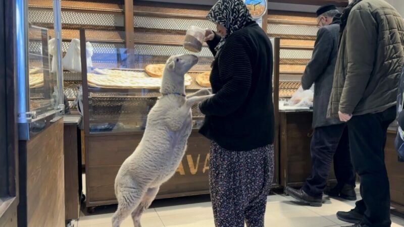 Bursa’da yanından ayrılmayan kuzusuyla pide sırasına giriyor