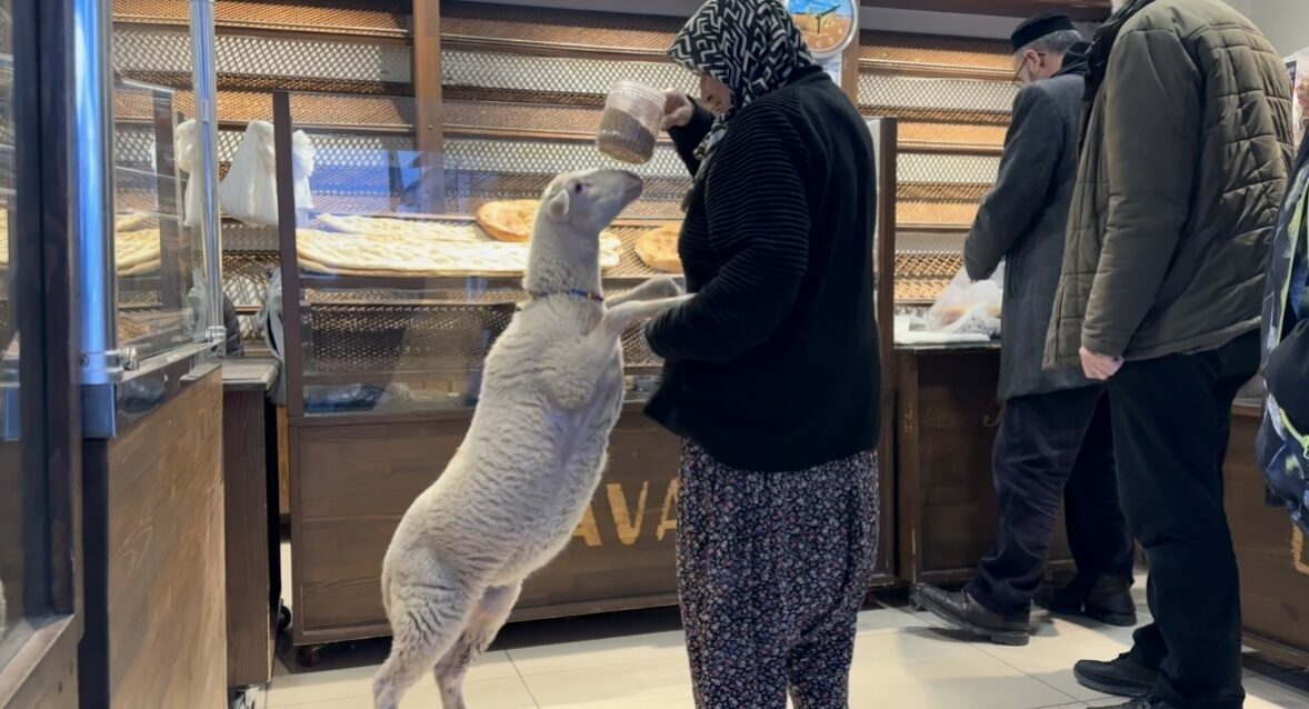 Bursa’da yanından ayrılmayan kuzusuyla pide sırasına giriyor