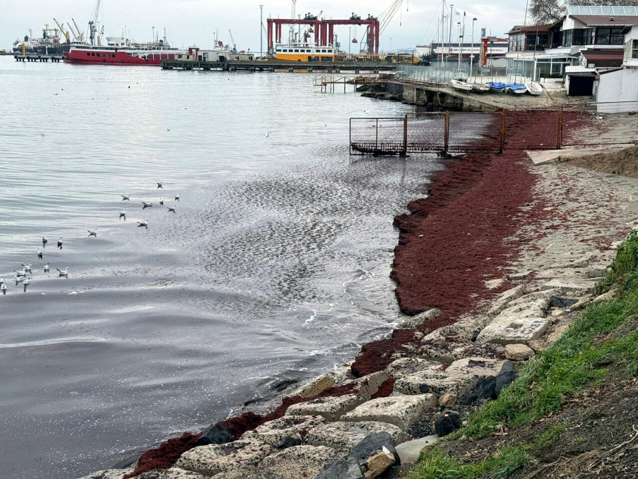 Deniz kıyıları kırmızı renge büründü