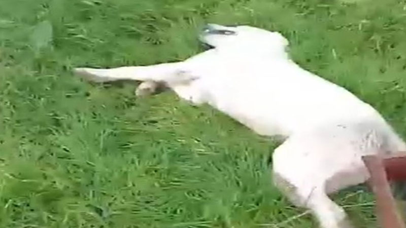 Bursa’da vahşet! Bahçesine giren köpeği vurup öldürdü