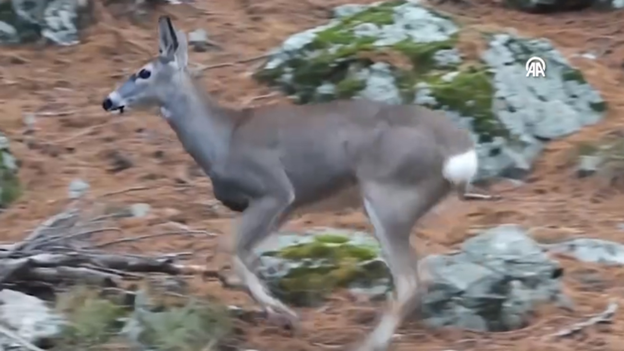 Bursa Uludağ’da ormanda dolaşırken görüntülendi!