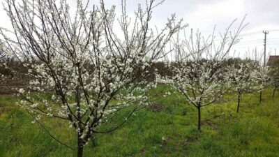 Kocaeli’de erik ağaçları çiçek açtı