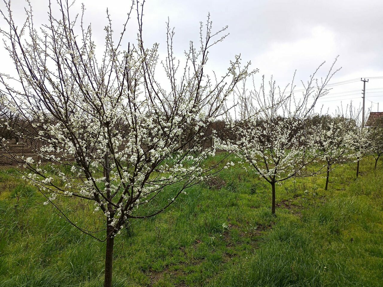 Kocaeli’de erik ağaçları çiçek açtı