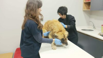 Manisa’daki selde kurtarılmışlardı! Bursa’da tedaviye alındılar