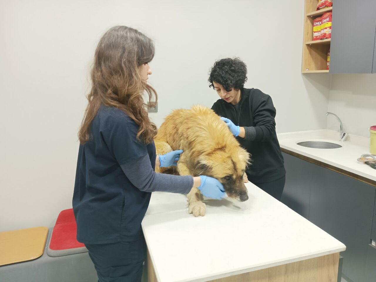 Manisa’daki selde kurtarılmışlardı! Bursa’da tedaviye alındılar