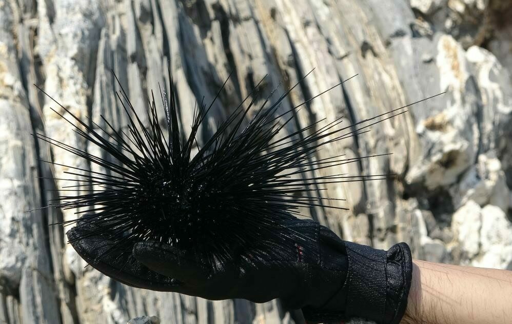 Marmara’nın denizkestanesi avcılığına açılmasına tepki