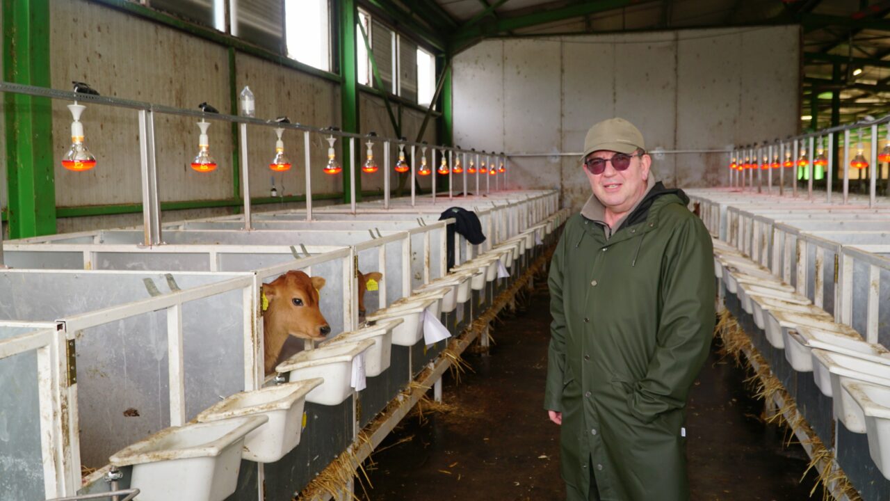 Türkiye’nin en büyük ‘Jersey’ çiftliği Bursa’da