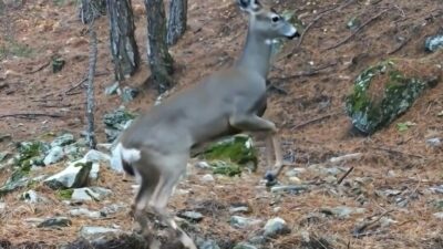 Uludağ’da fotokapana yakalanan karacanın sevimli halleri