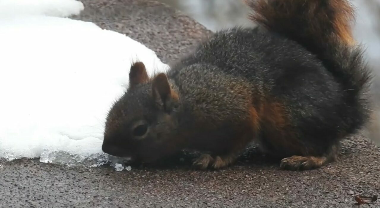 Görüntüler Uludağ’dan… Kar ile susuzluğunu giderdi Görüntüler Uludağ’dan… Kar ile susuzluğunu giderdi