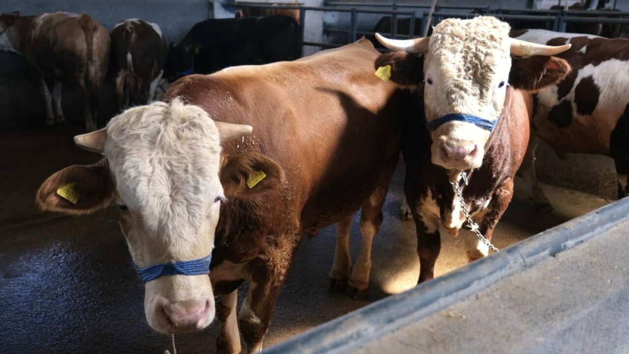 Bursa’da hayvan pazarının Kurban Bayramı ihale tarihi belli oldu